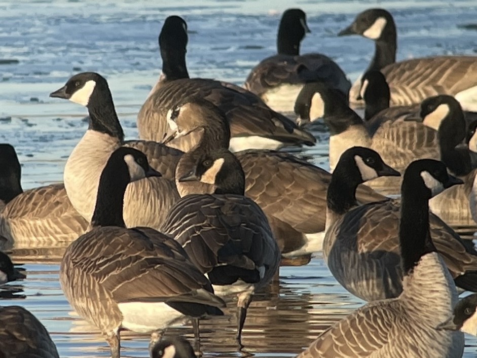 Greater White-fronted x Cackling Goose (hybrid) - ML613042117