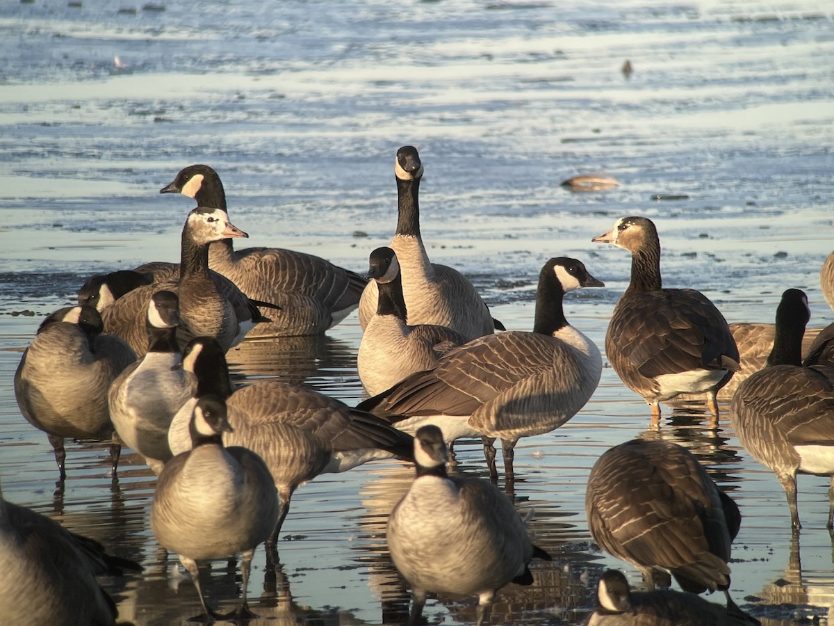 Greater White-fronted x Cackling Goose (hybrid) - ML613042118