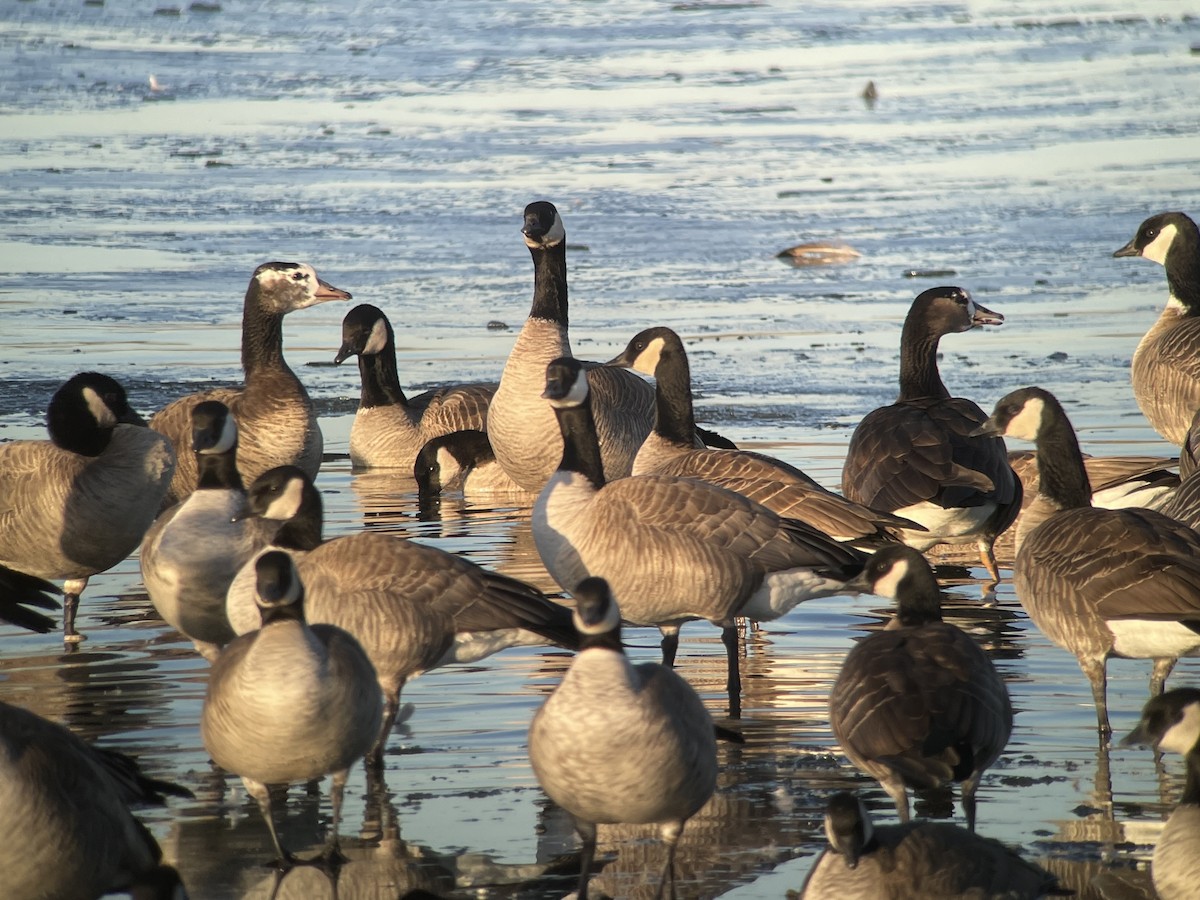 Greater White-fronted x Cackling Goose (hybrid) - ML613042160