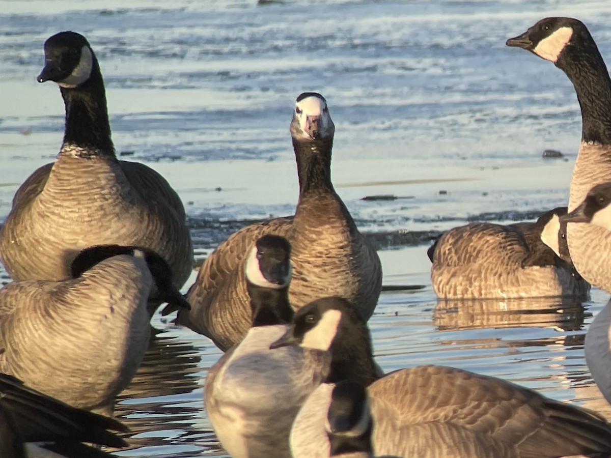 Greater White-fronted x Cackling Goose (hybrid) - ML613042170