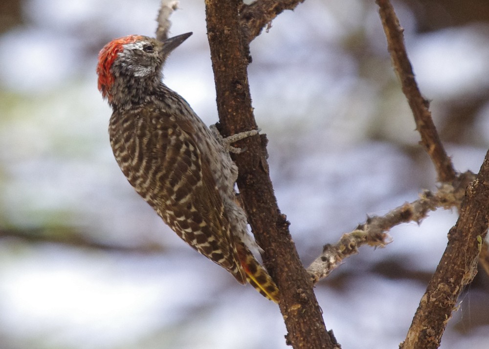 Cardinal Woodpecker - ML613042292