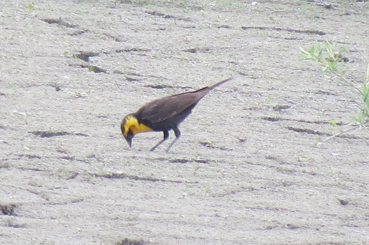 Yellow-headed Blackbird - Norka Saldana