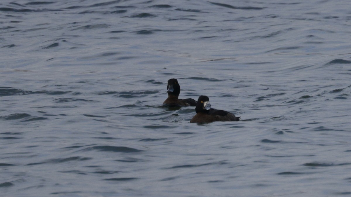 Tufted Duck - ML613042430