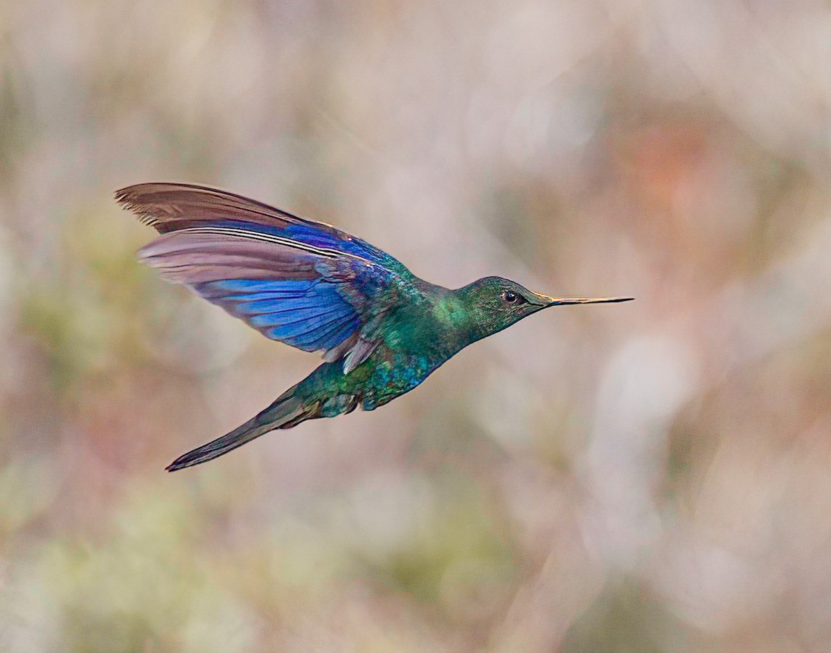 kolibřík modrokřídlý - ML613042490