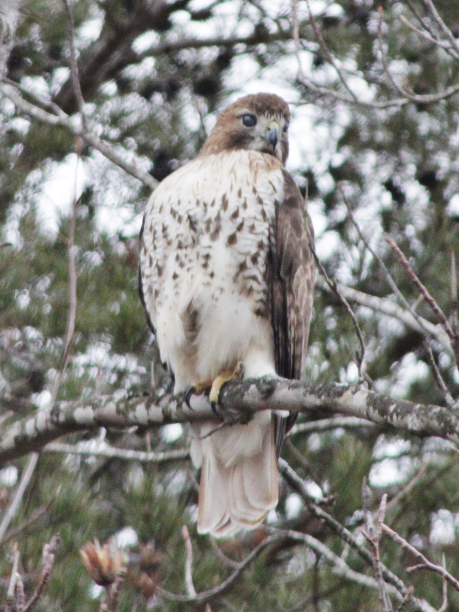 Red-tailed Hawk - ML613042534