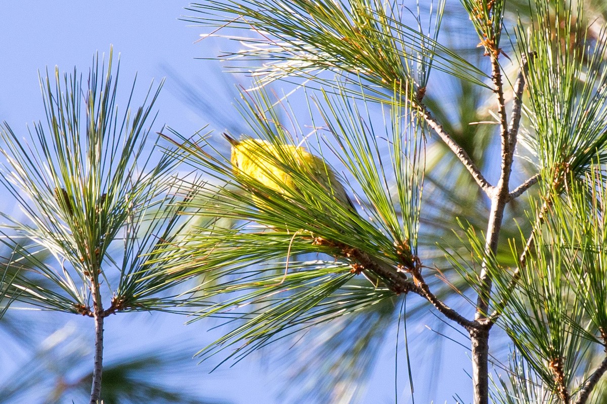 Pine Warbler - Dan Berard