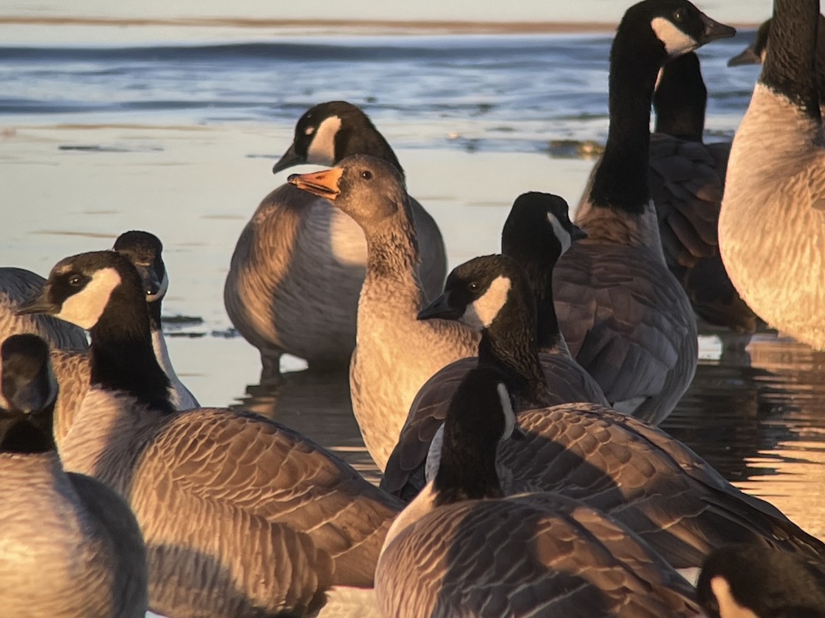 Greater White-fronted Goose - ML613042858