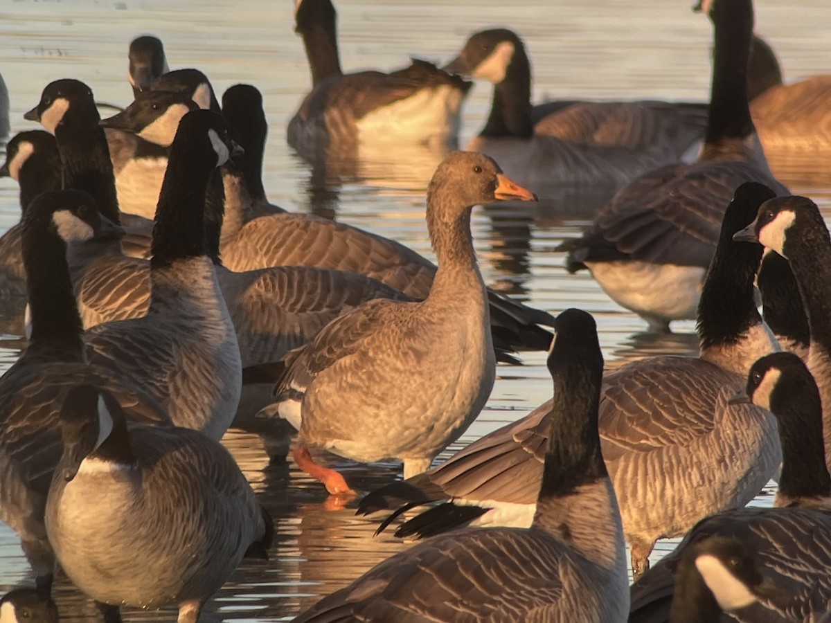 Greater White-fronted Goose - ML613042860
