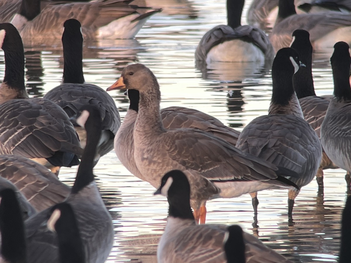 Greater White-fronted Goose - ML613042861