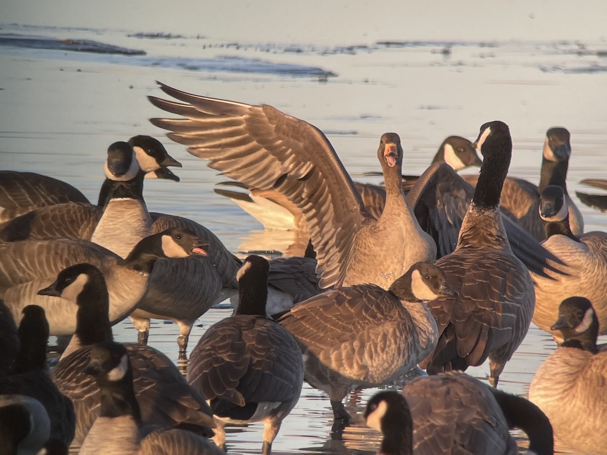 Greater White-fronted Goose - Sarah Spotten