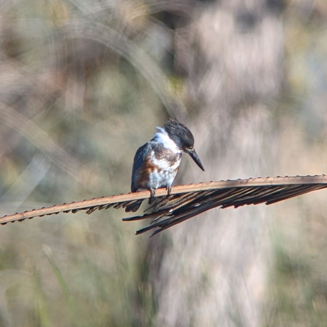 Belted Kingfisher - ML613042964