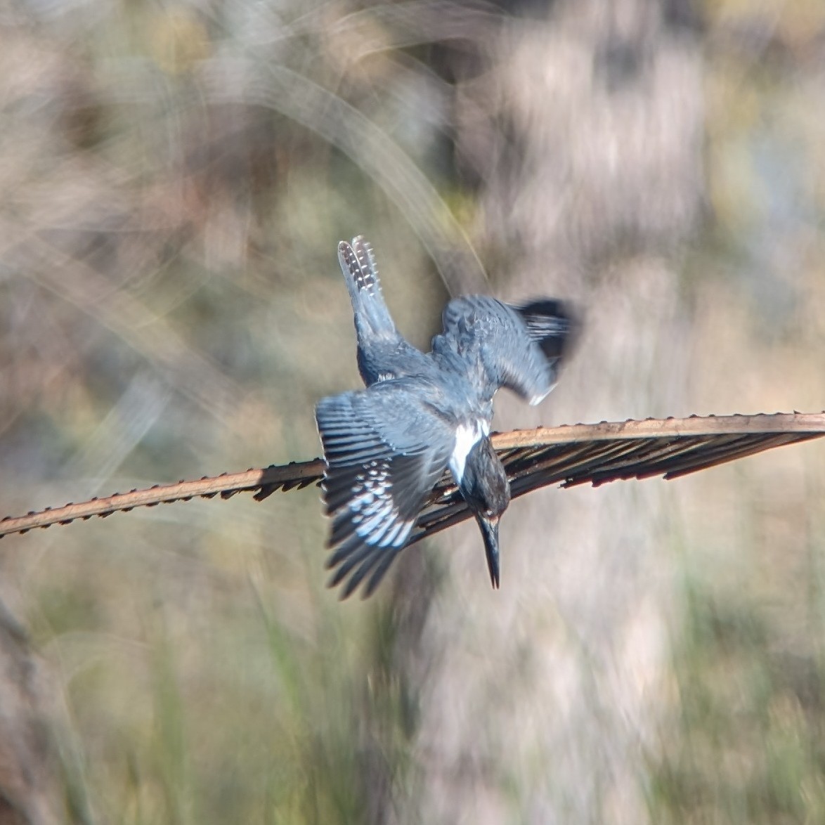 Belted Kingfisher - ML613042965
