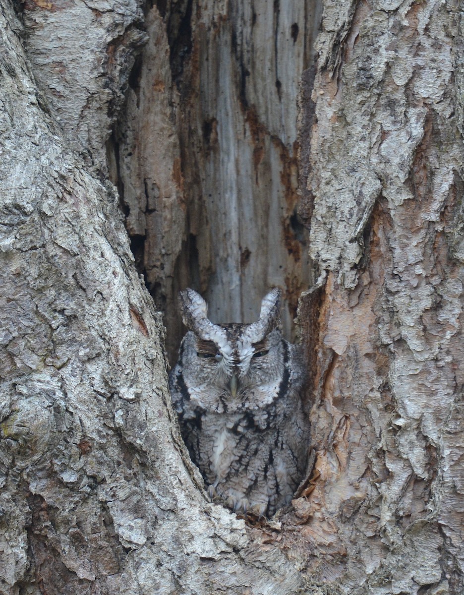 Eastern Screech-Owl (Northern) - ML613043300