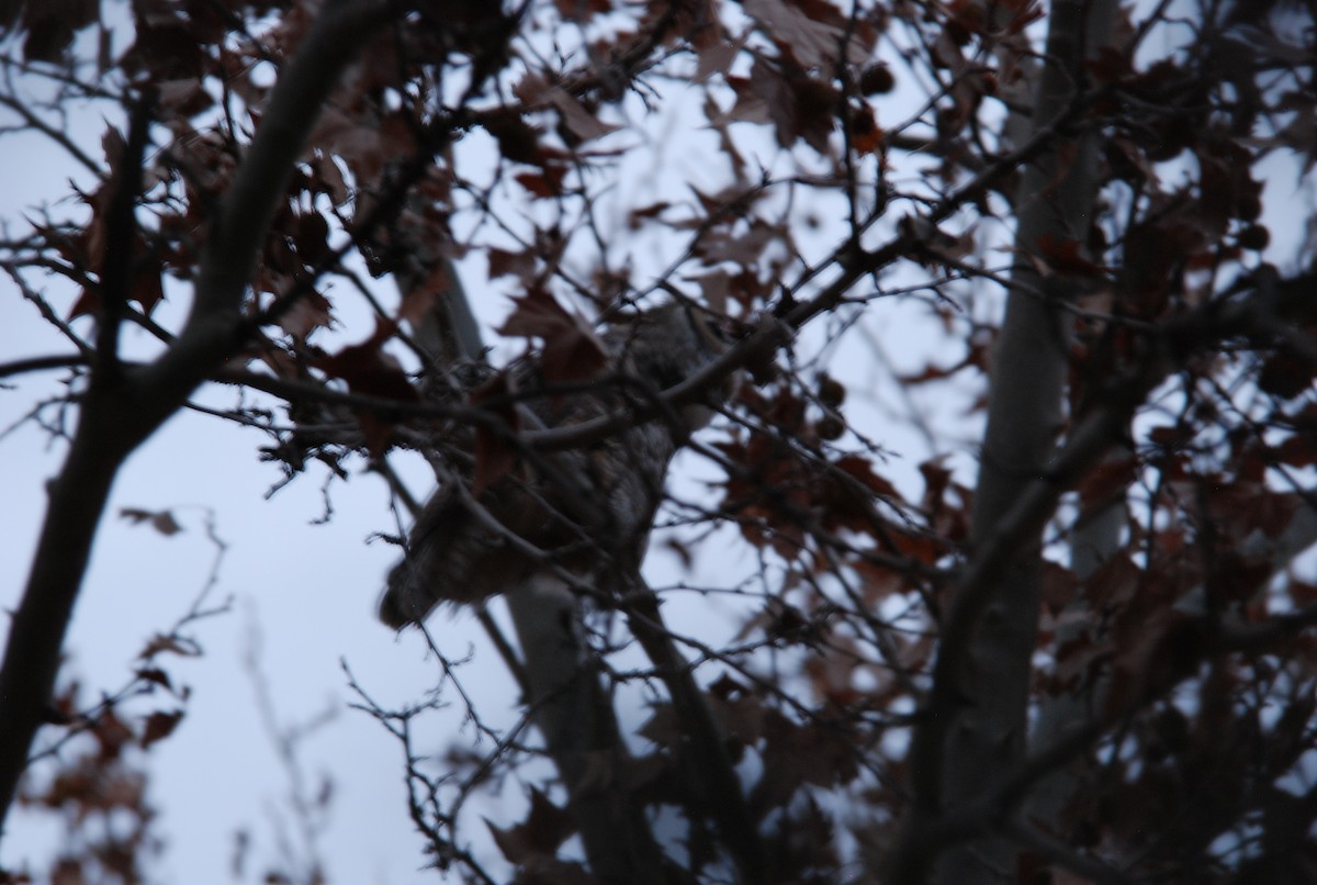 Great Horned Owl - ML613043312