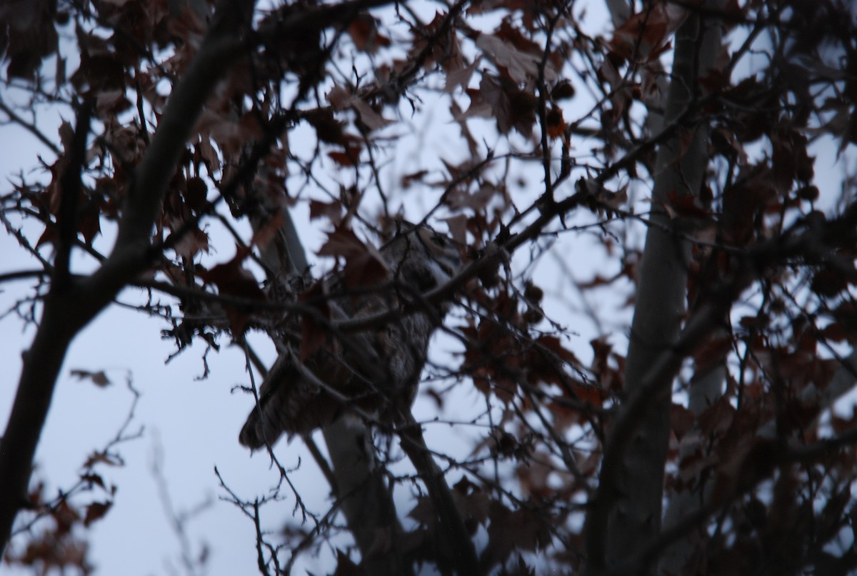 Great Horned Owl - ML613043314