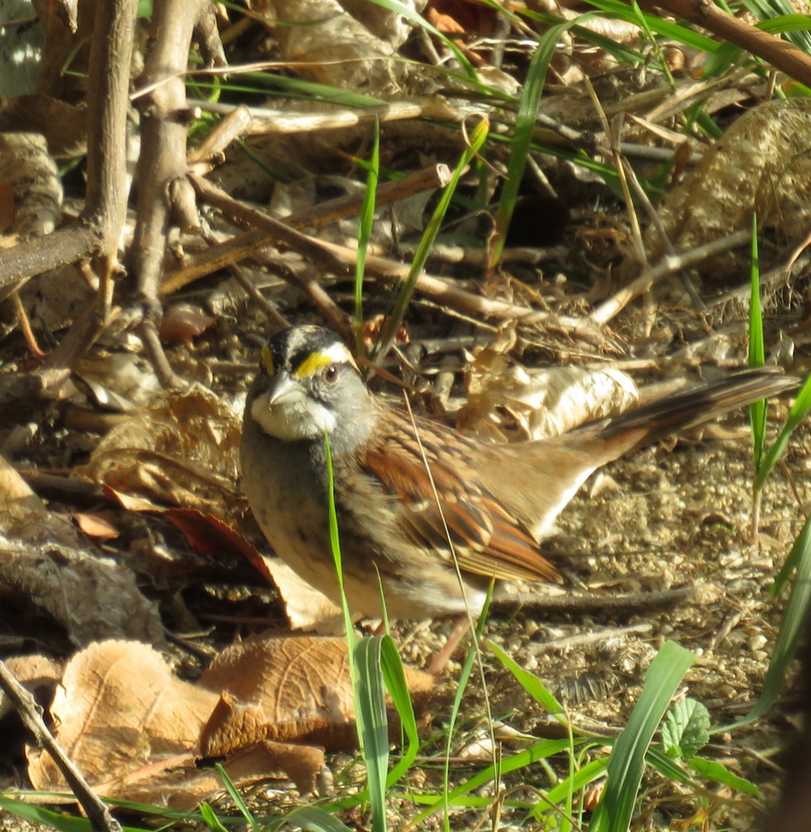 White-throated Sparrow - ML613043667