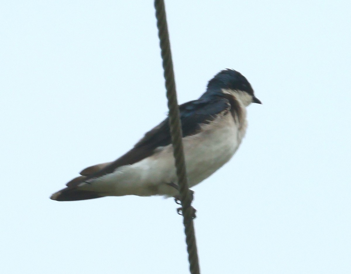 Blue-and-white Swallow (cyanoleuca) - ML613043872