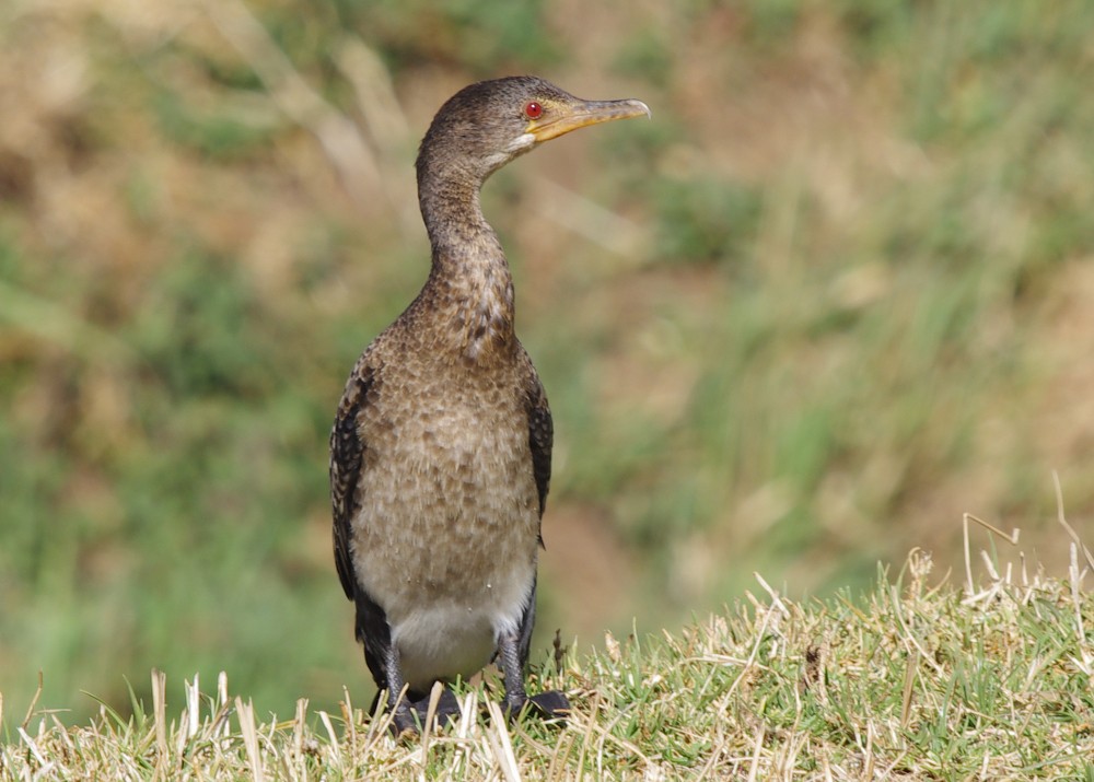 Long-tailed Cormorant - Volkov Sergey