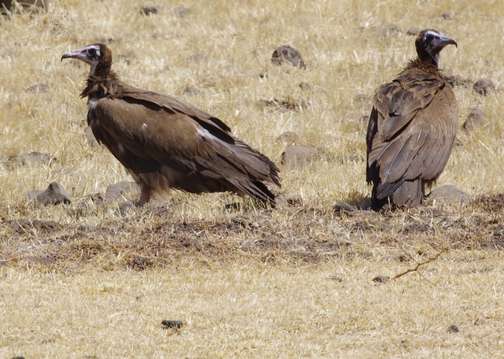 Hooded Vulture - Volkov Sergey