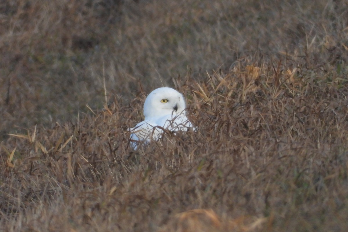 Snowy Owl - ML613043946
