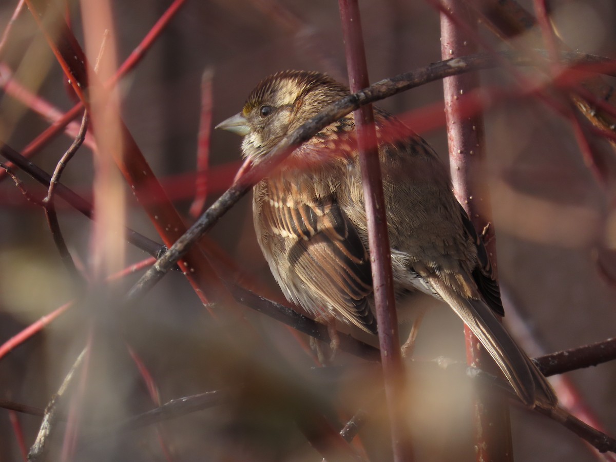 White-throated Sparrow - ML613043992
