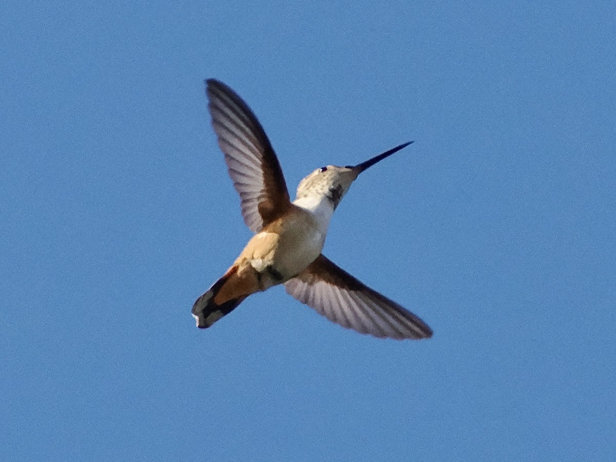 Allen's Hummingbird - ML613044018