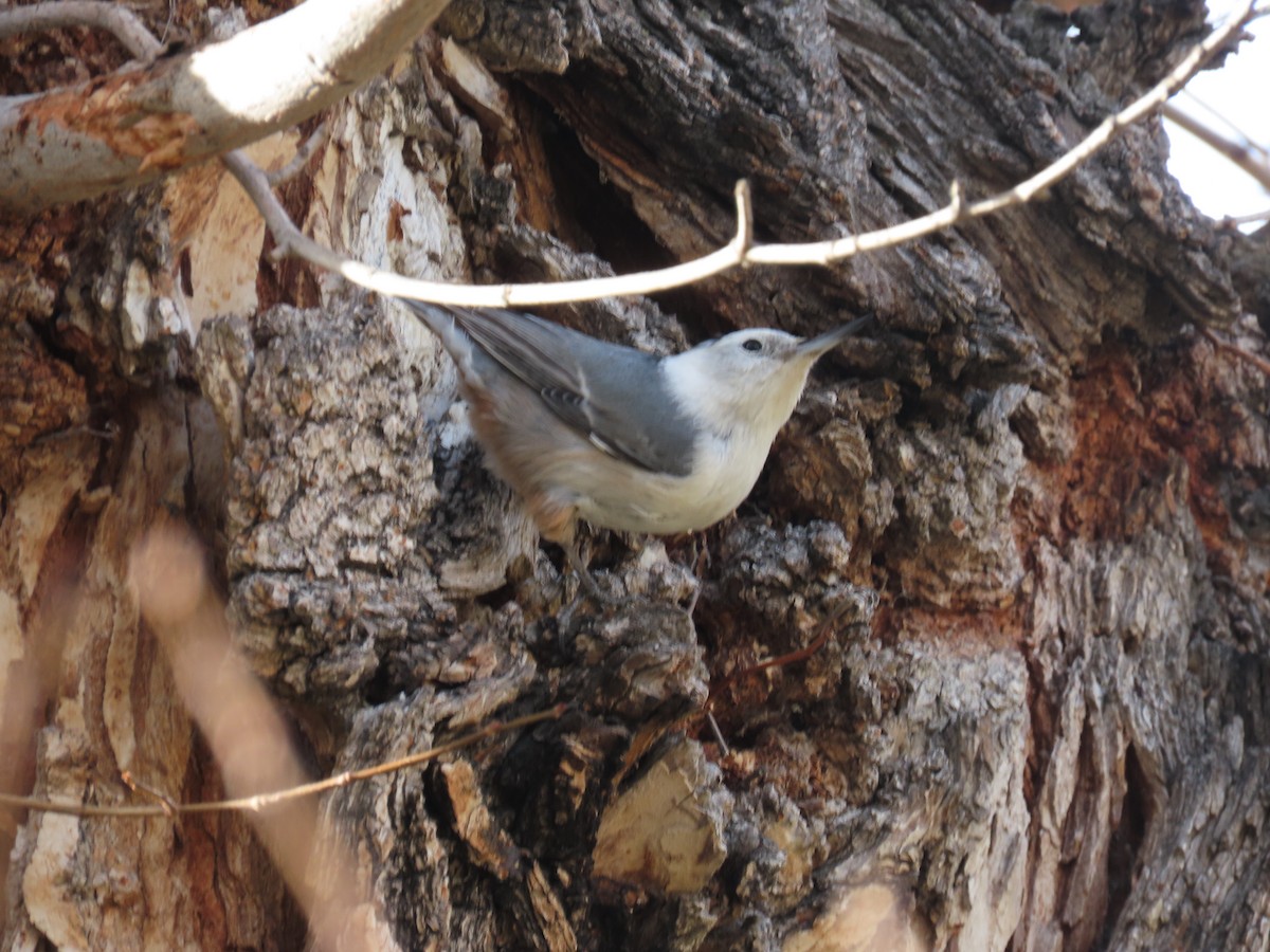 White-breasted Nuthatch (Interior West) - ML613044038