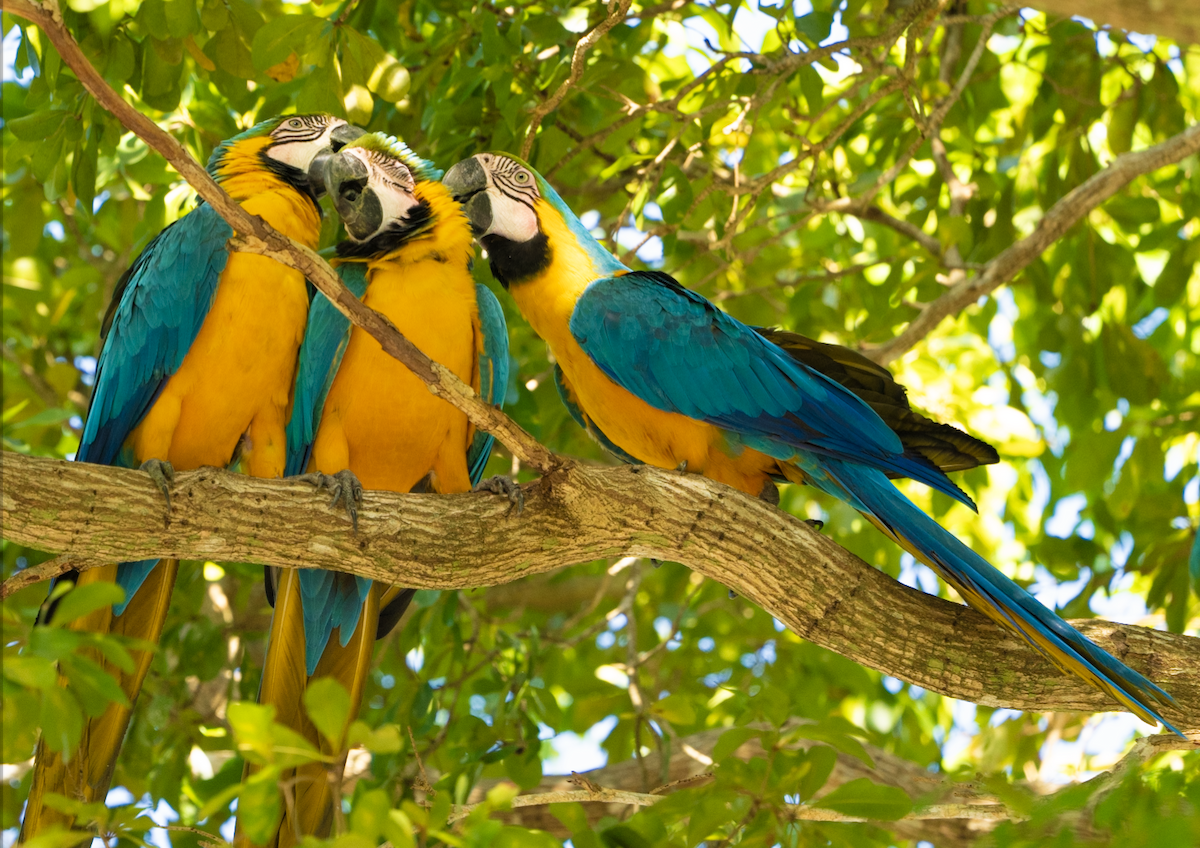 Blue-and-yellow Macaw - ML613044054