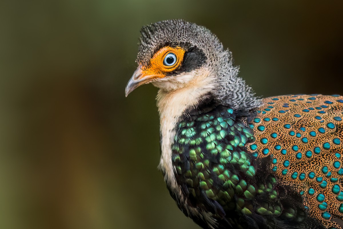 Bornean Peacock-Pheasant - ML613044124
