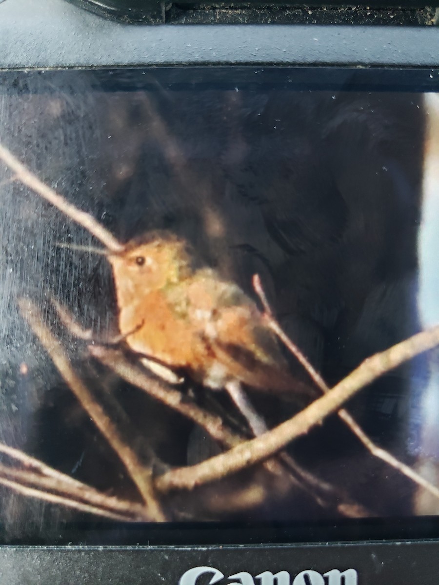 Rufous Hummingbird - ML613044167