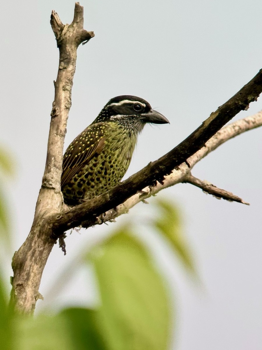 Hairy-breasted Barbet - ML613044175