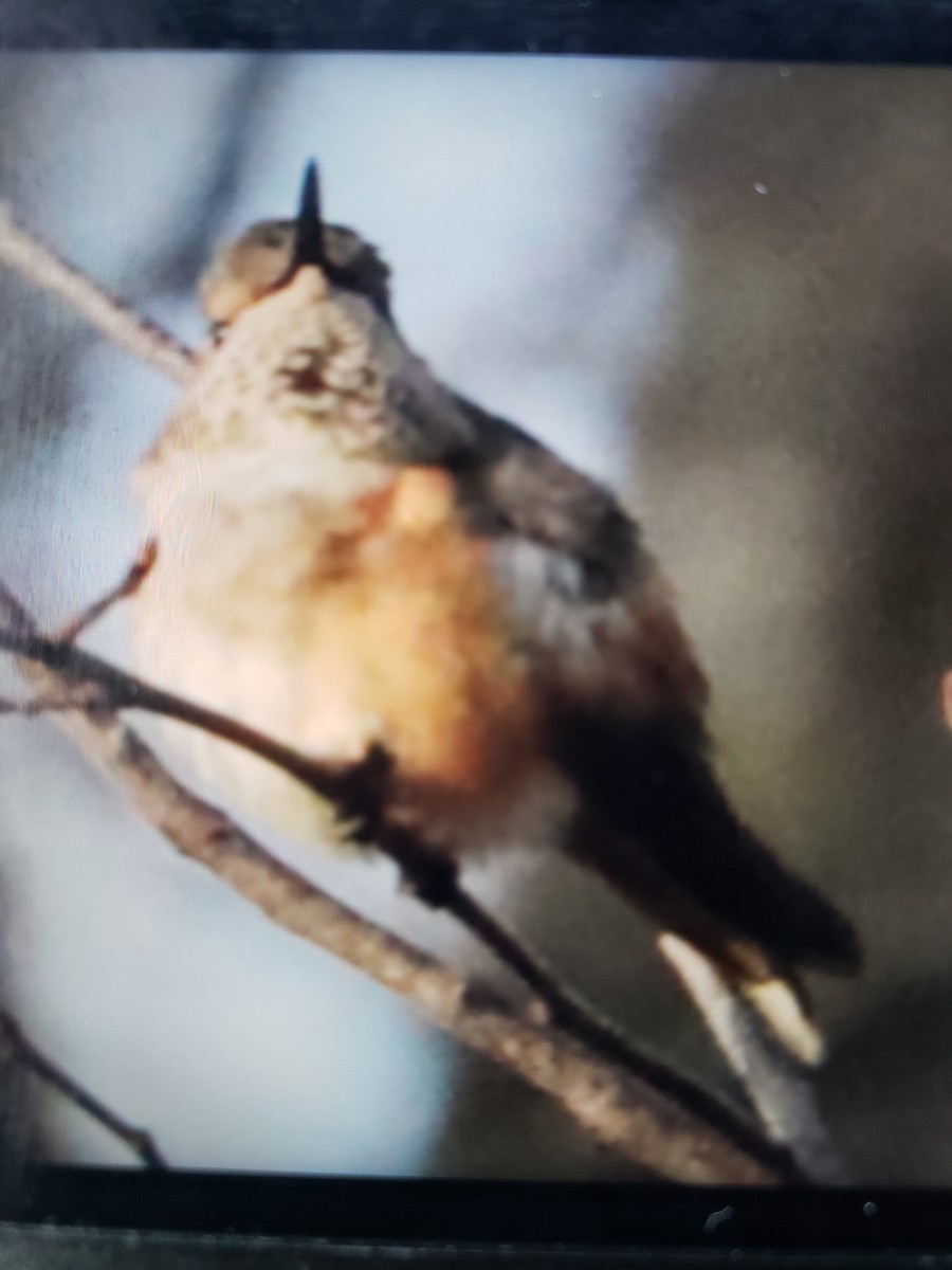 Rufous Hummingbird - ML613044185
