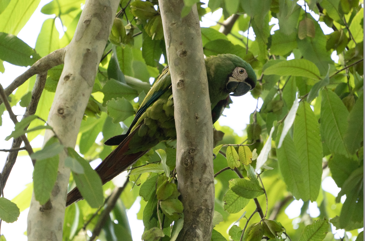 Chestnut-fronted Macaw - ML613044207