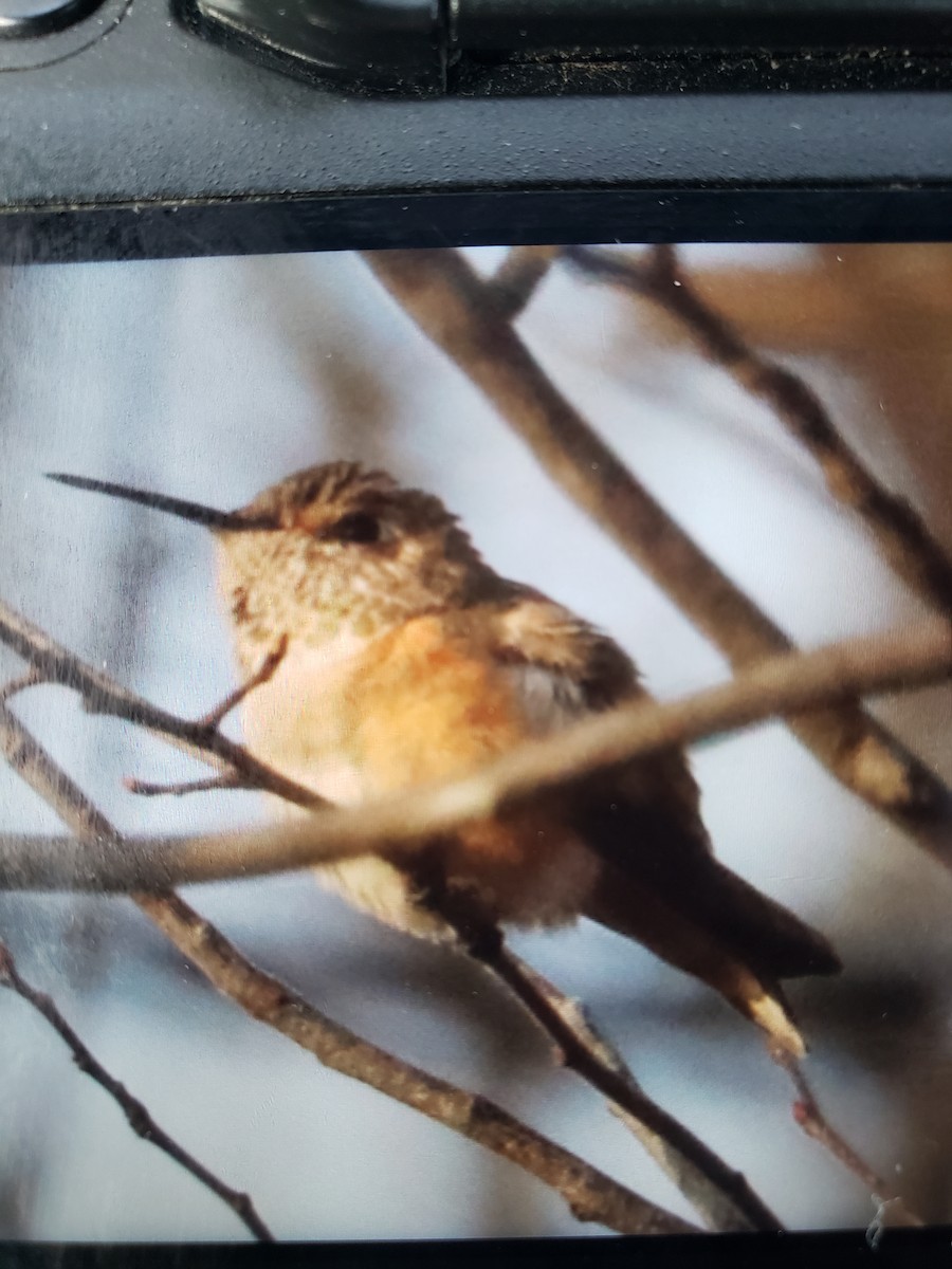 Rufous Hummingbird - ML613044213