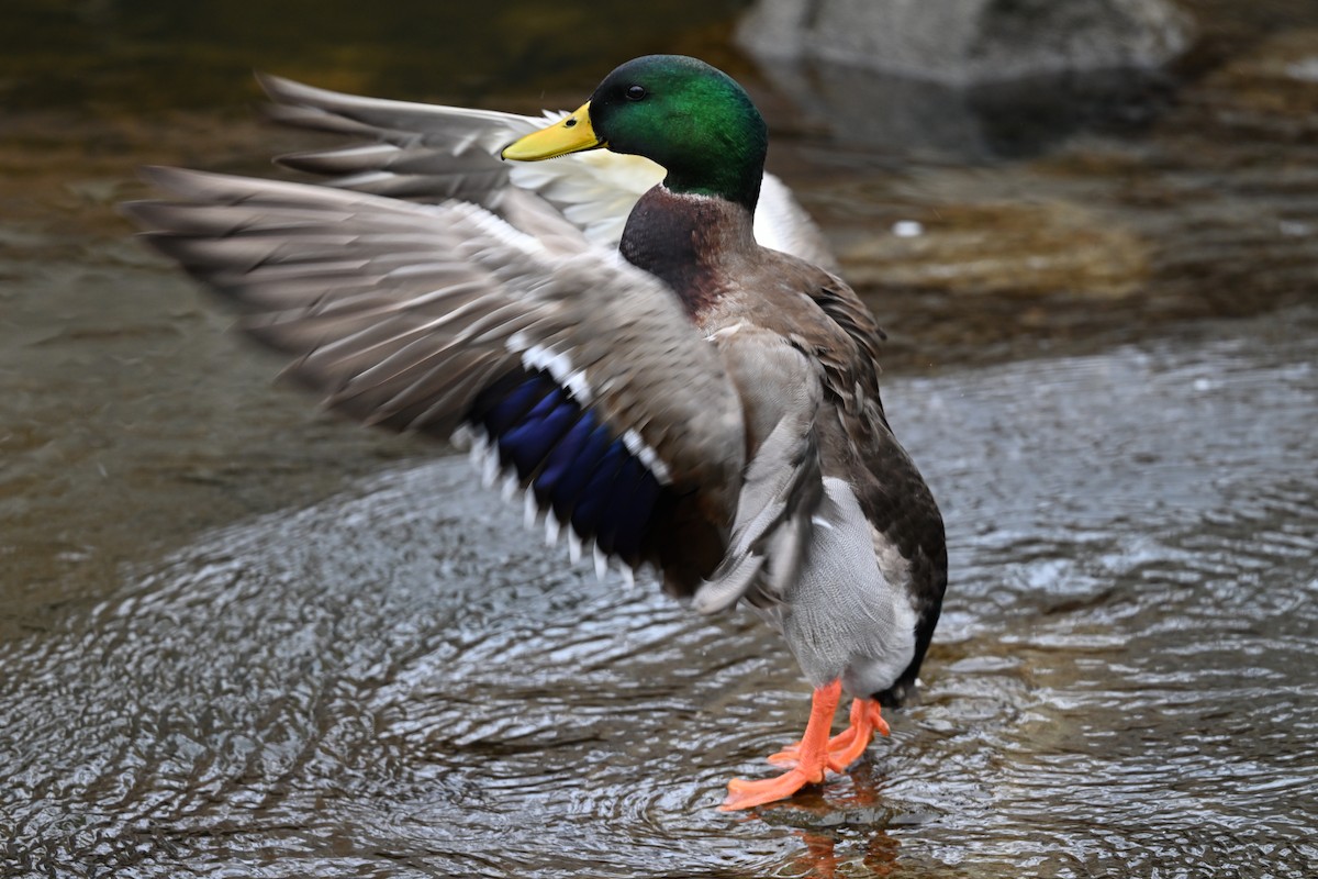 EBird Checklist 3 Jan 2024 Milwaukee County Grounds 21 Species   1200