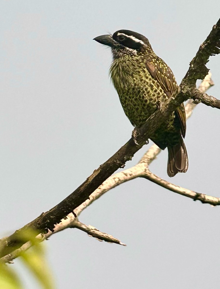 Hairy-breasted Barbet - Jeff Bouton