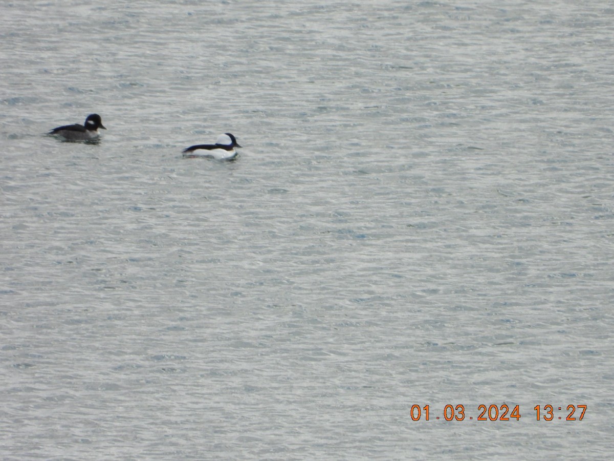 eBird Checklist 3 Jan 2024 Cape Cod National SeashoreSalt Pond