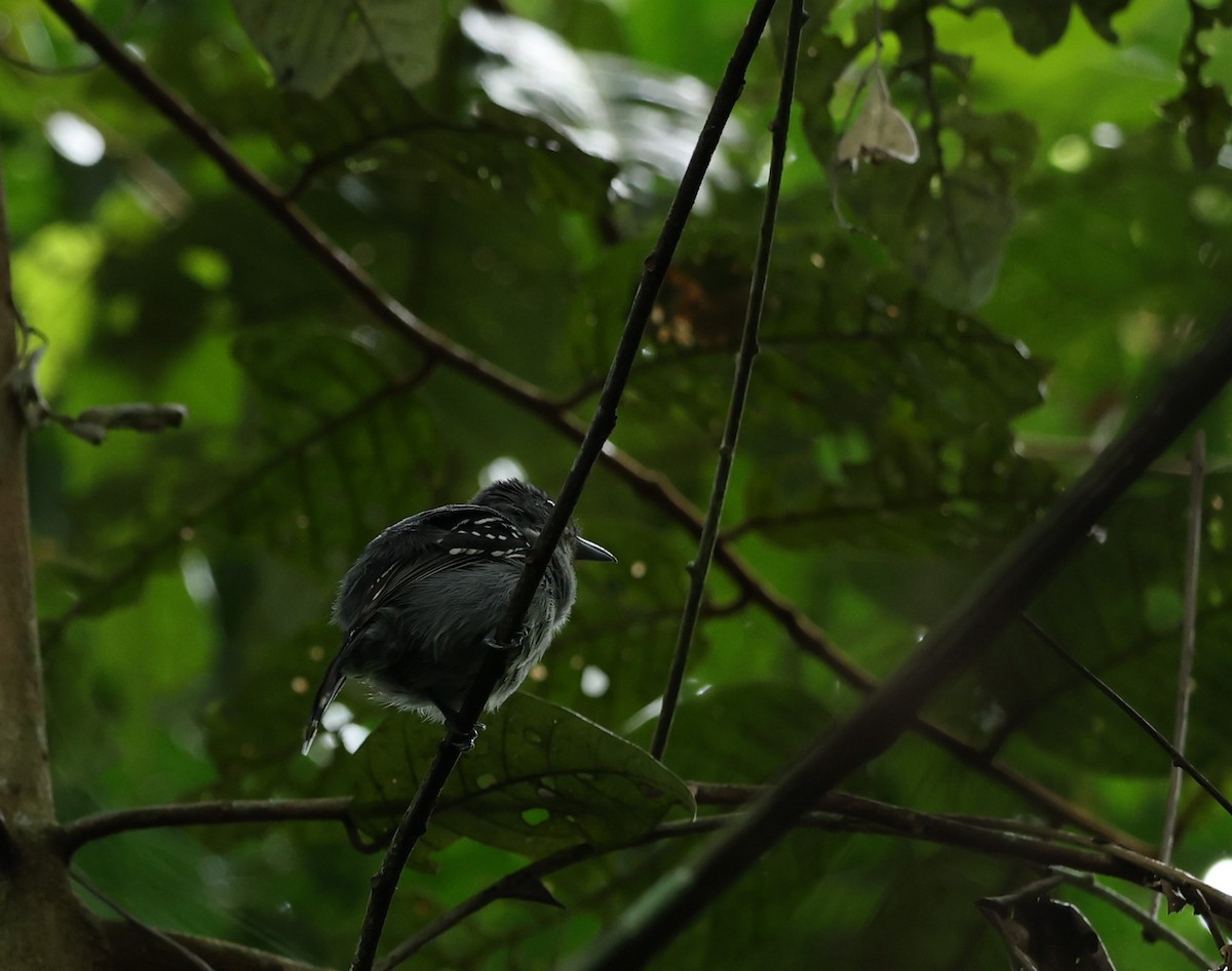 Black-crowned Antshrike - Alicia Williams