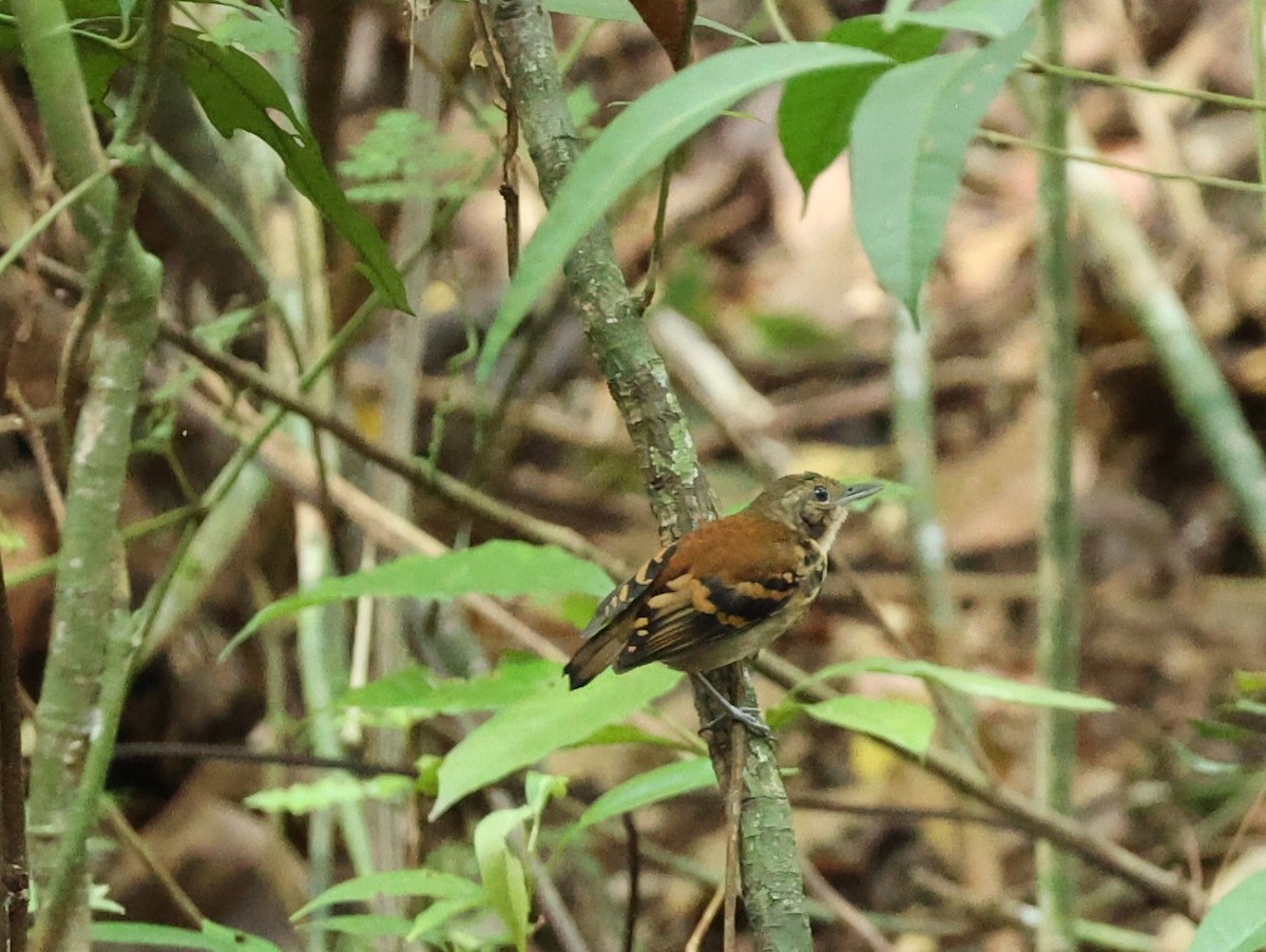 Spotted Antbird - ML613044414