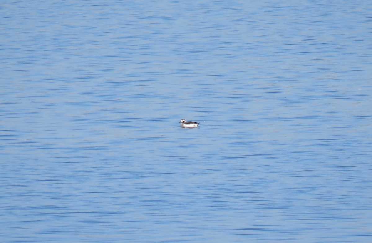Long-tailed Duck - ML613044538