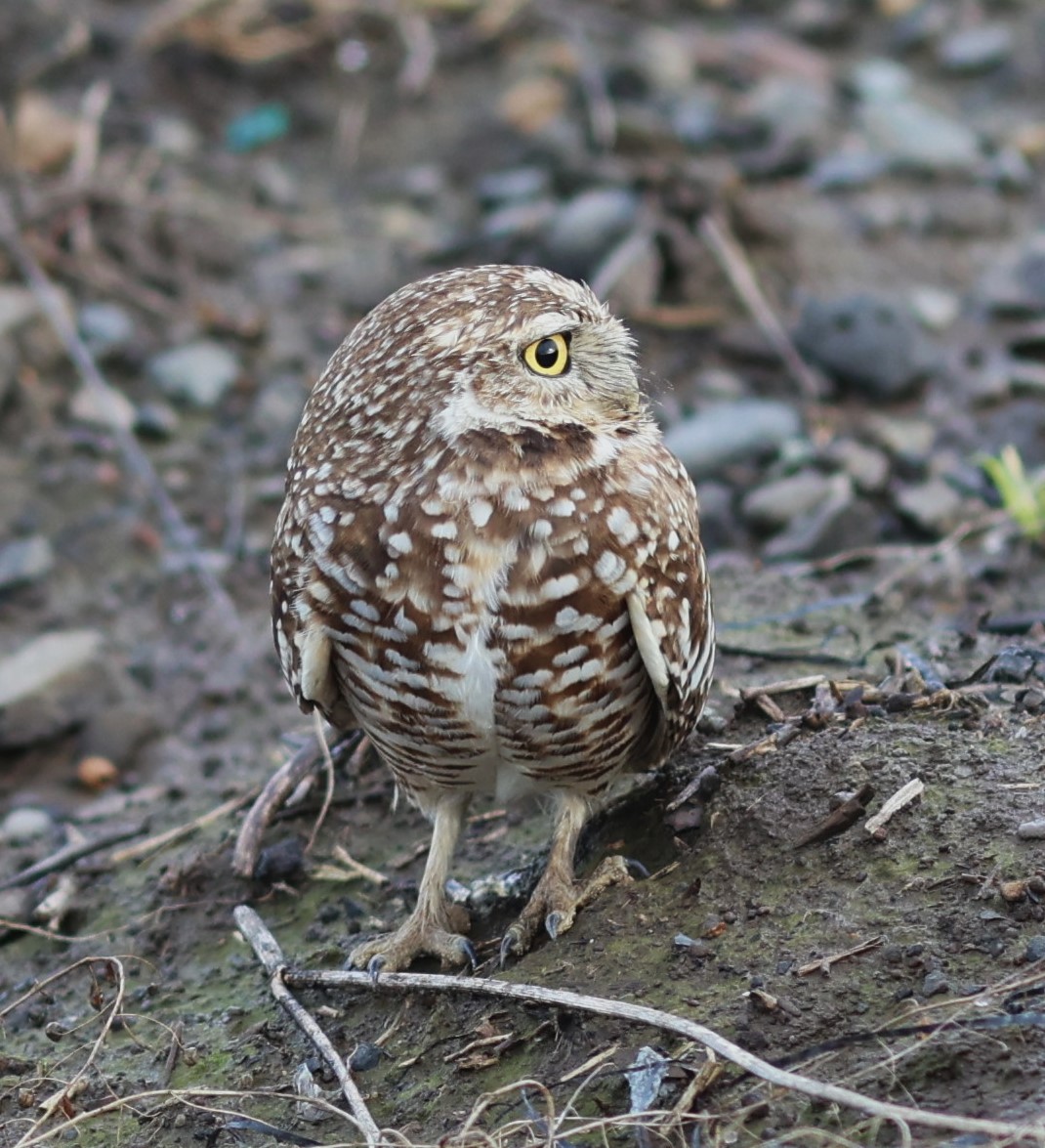 Burrowing Owl - ML613044645