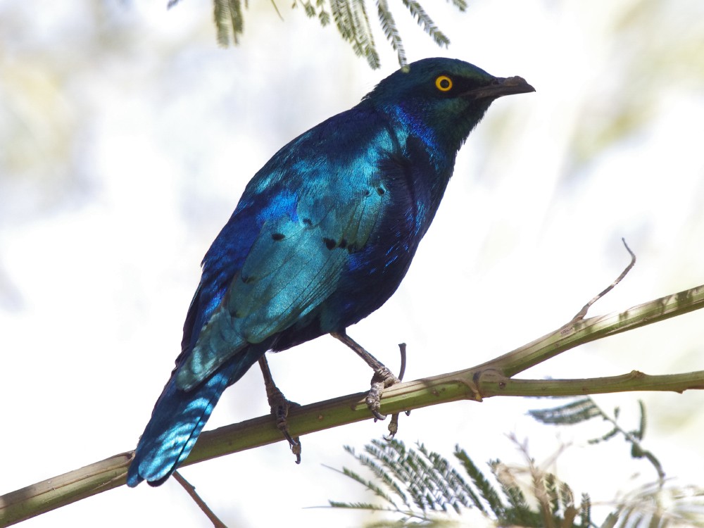 Greater Blue-eared Starling - ML613044873