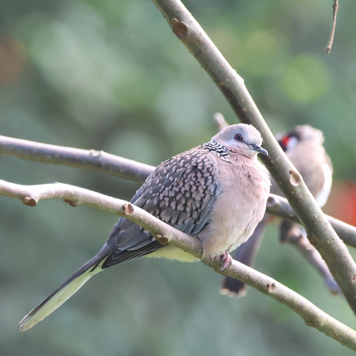 Spotted Dove - ML613045049