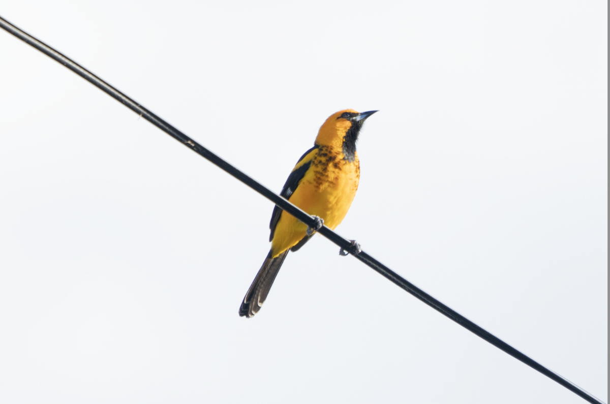 Spot-breasted Oriole - ML613045184