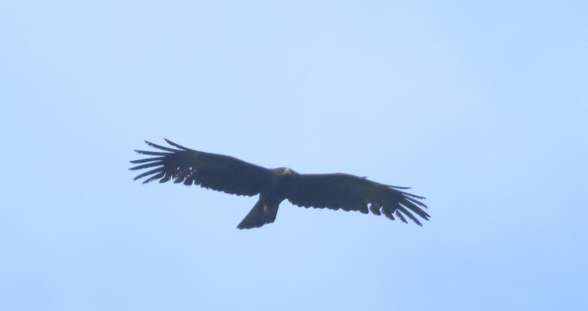 Black Eagle - radha krishna