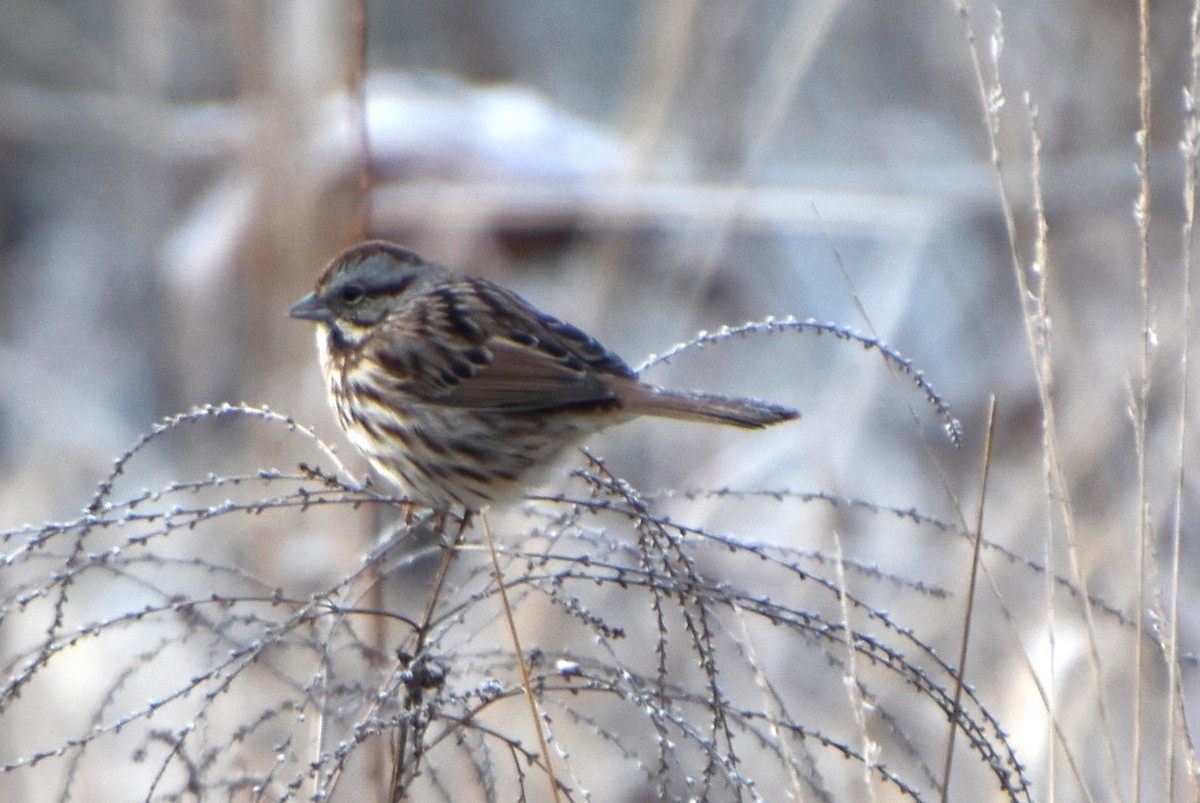 EBird Checklist 3 Jan 2024 Creekside Nature Park 13 Species   1200