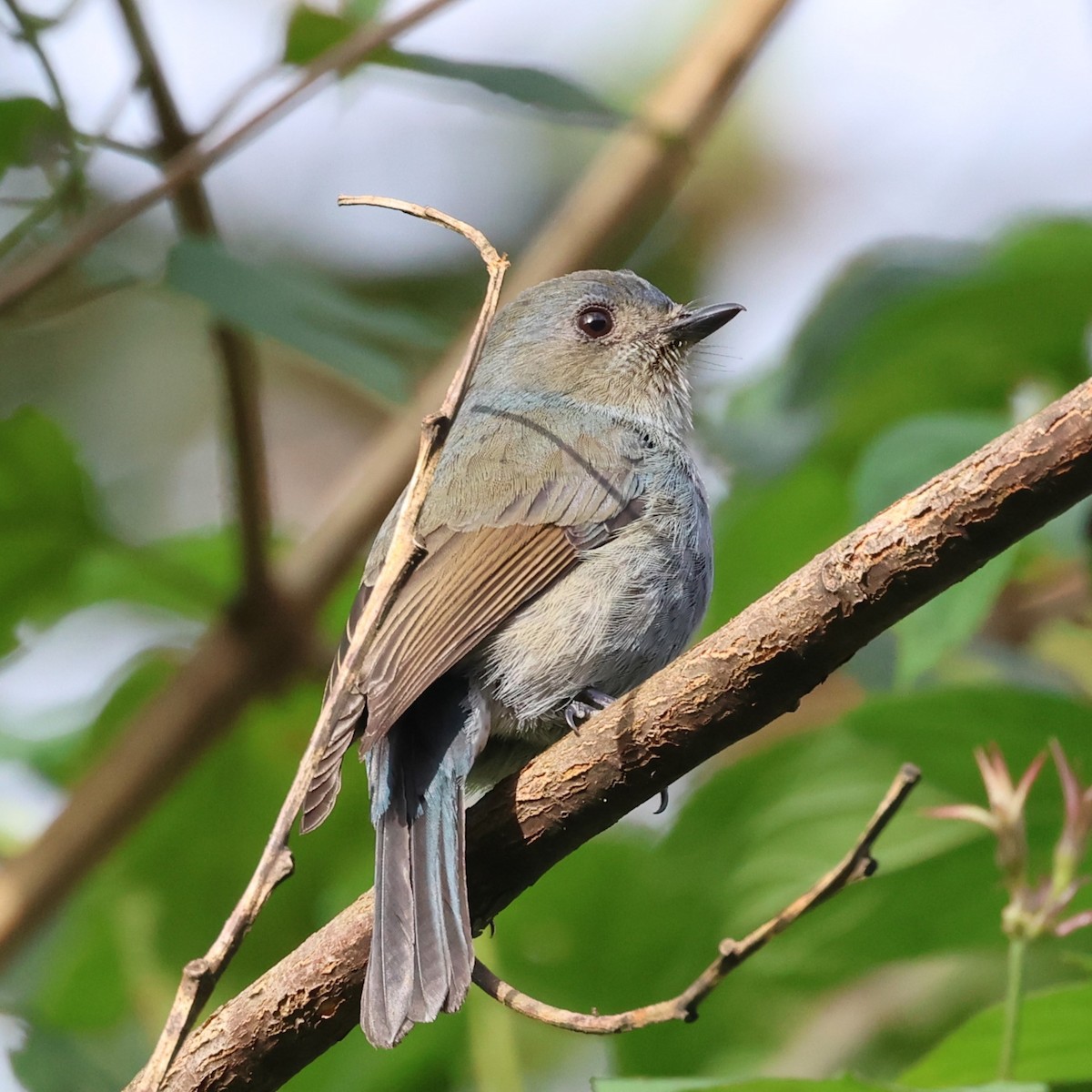Nilgiri Flycatcher - radha krishna