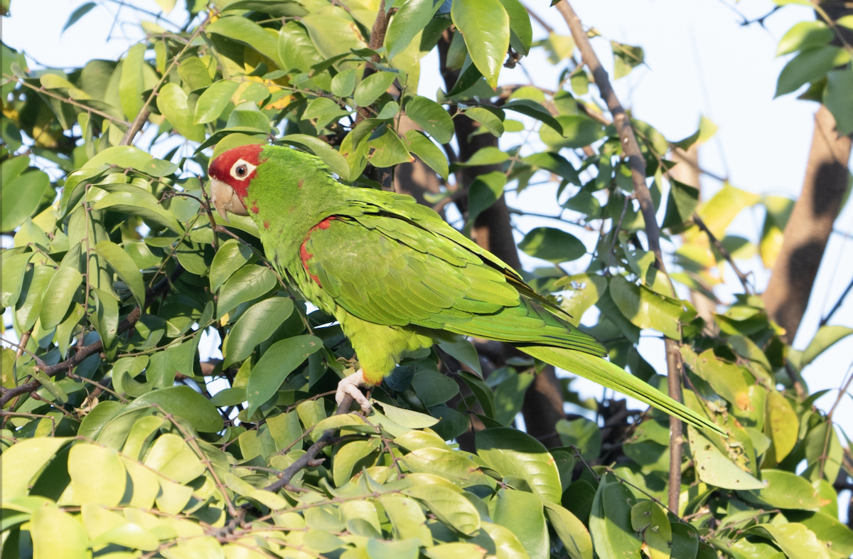 Red-masked Parakeet - ML613045609