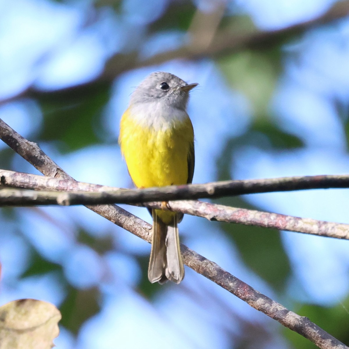 Gray-headed Canary-Flycatcher - radha krishna