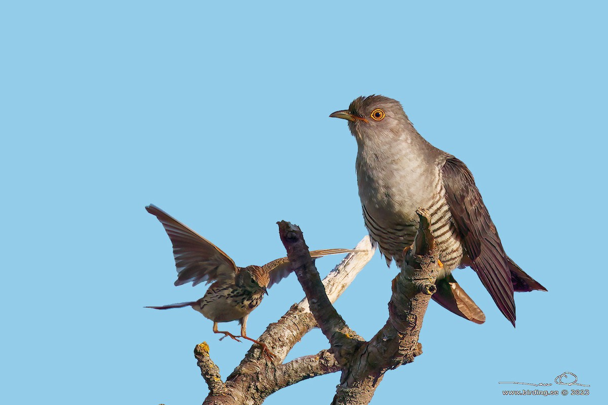 Common Cuckoo - ML613045725